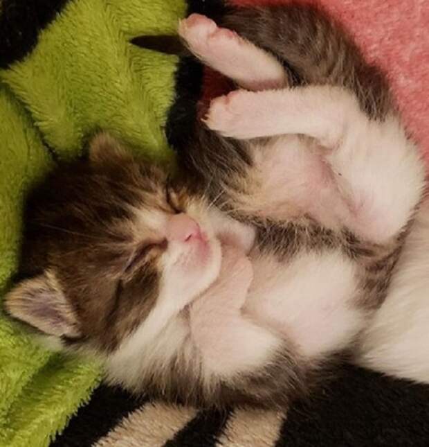 Спящий котенок Котенок спит