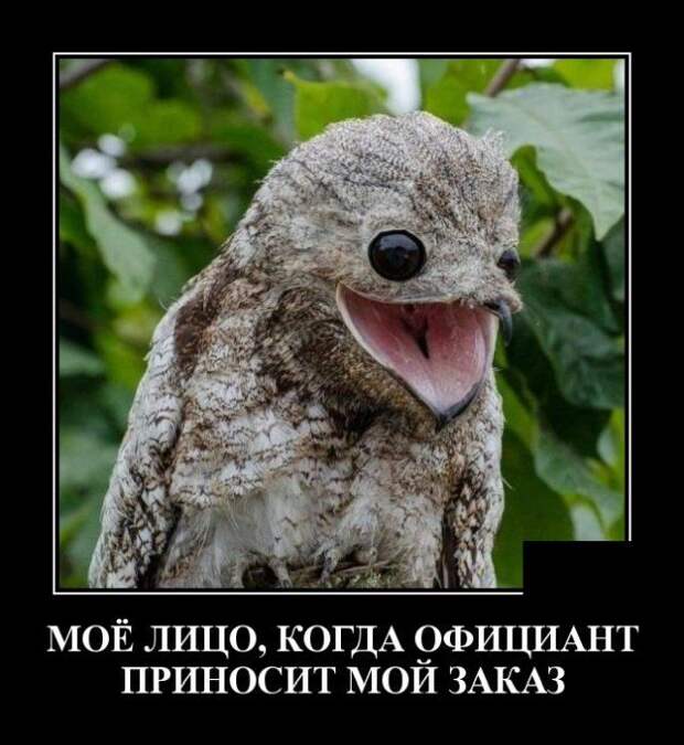 demotivatory-demotivator-smeshnye-demotivatory-demotivator-so-smyslom