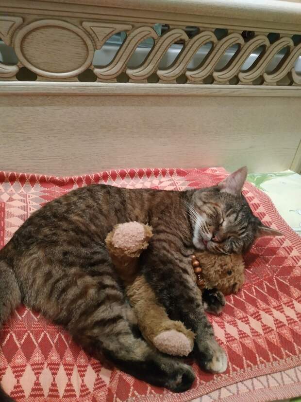 кошку приютили кошка с игрушкой