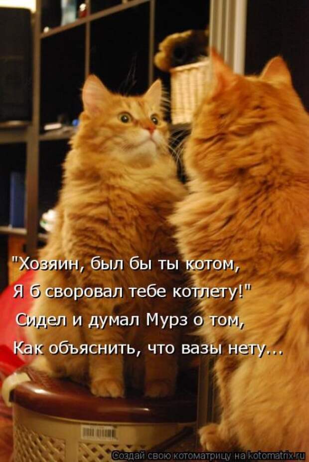 Лучшие котоматрицы недели (50 фото)