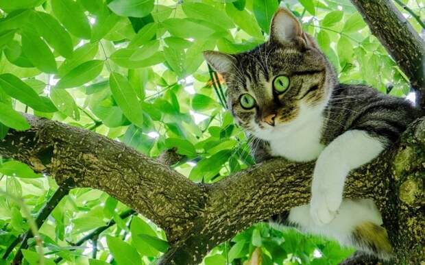 Почему кошка иногда не может спуститься с дерева и как ей помочь