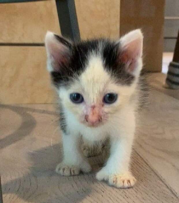 Черно-белый котенок Котенок стоит