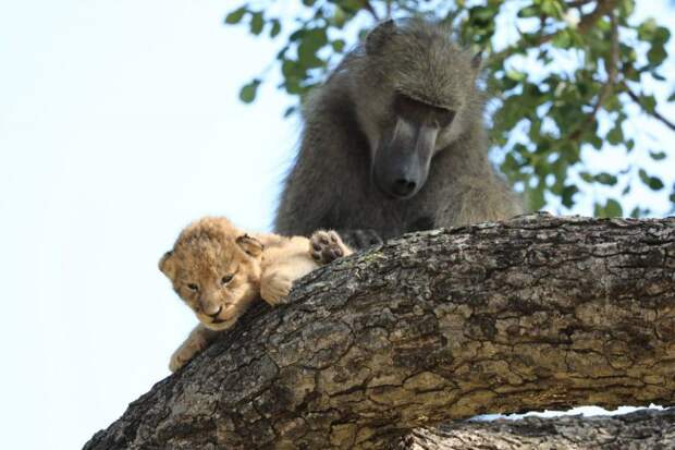 Бабуин и львёнок из ЮАР повторили знаменитую сцену из «Короля льва»