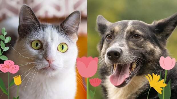 Восьмимартовский котопес: возьмите из приюта собаку Кэри или кошку Роми