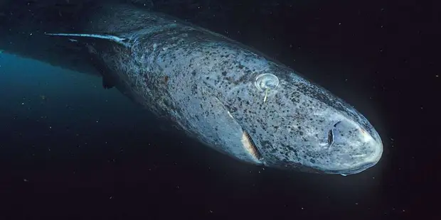 Редчайшую гренландскую полярную акулу обнаружили на побережье Великобритании