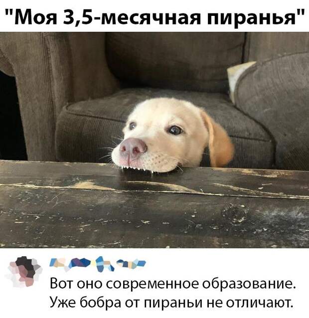 kartinok-intepesnyh-prikolnyh-kartinki-smeshnye-kartinki-fotoprikoly
