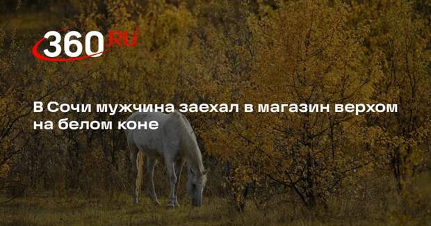 В Сочи мужчина заехал в магазин верхом на белом коне