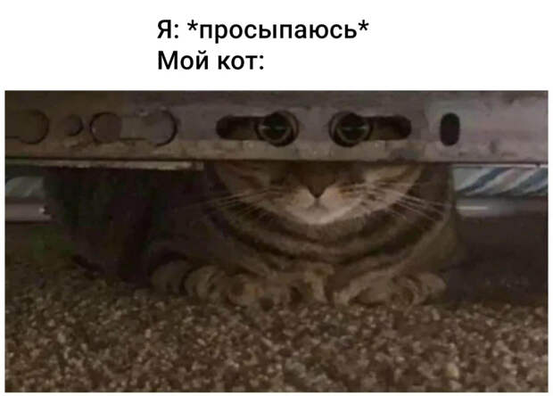 коты против карантина