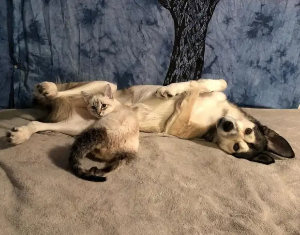 Котёнок, который не может ходить, нашёл самую лучшую маму в лице хаски и научился ездить