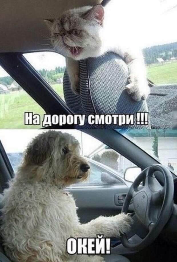 Кис-кис-кис Кис-кис-кис животные, коты, юмор