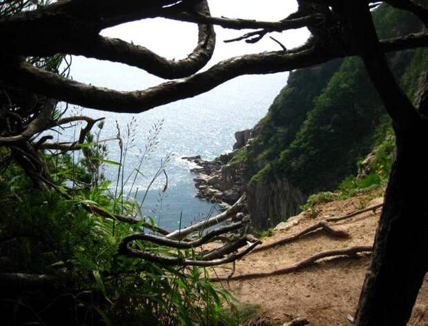 Древесные змеи острова Петрова. Фото