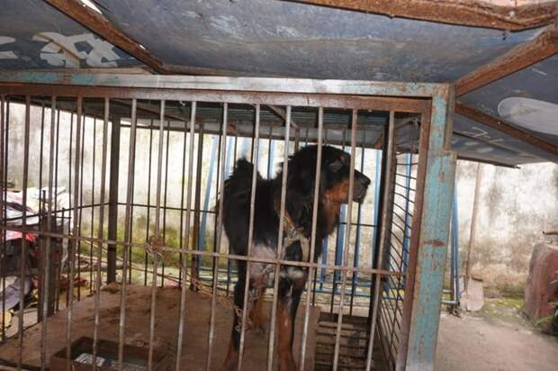 12. Собак держат в клетках 23 часа в сутки жалко((, жестокое обращение, защита прав животных, цирк
