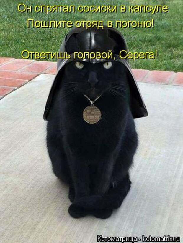 Лучшие котоматрицы недели (50 фото)