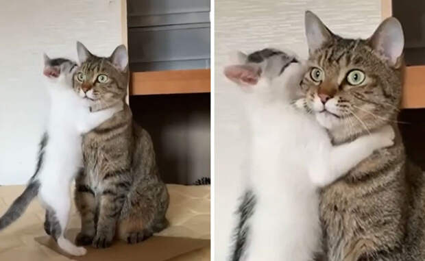 Родительские будни из животного мира на снимках