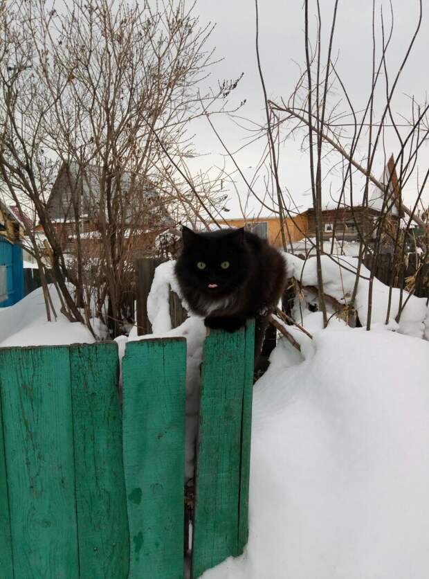 Очень колоритные уличные коты. Часть 3: спецвыпуск в честь Дня кошек в России города, день кошек в России, кошки, эстетика