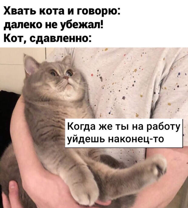 животные устали