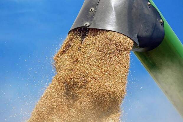 Минсельхоз РФ попросит аграриев приостановить экспорт пшеницы