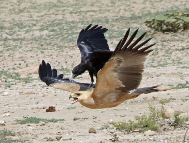 Ворона едет верхом на степном орле в Кгалагади вороны, животные, птицы, фото