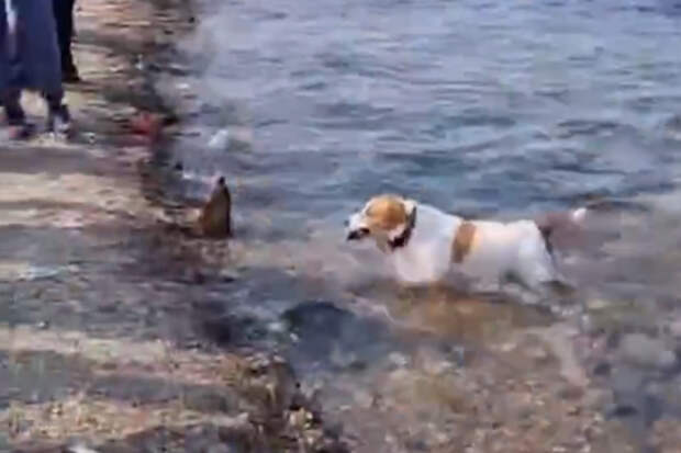 Пес показал китайским туристам мастер-класс по ловле селедки