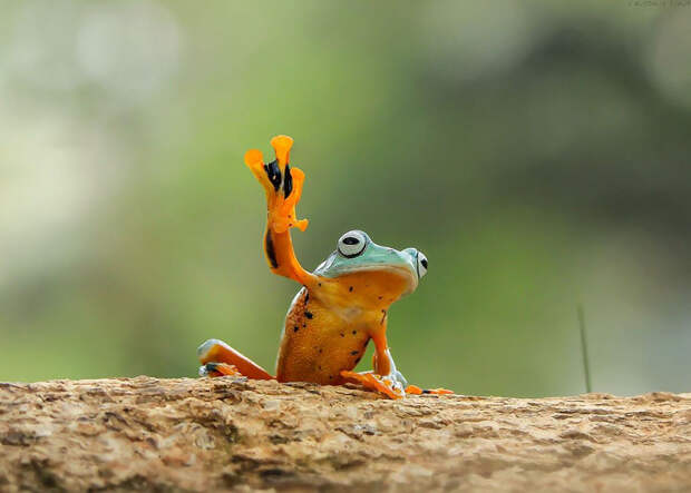 frog-photography-tantoyensen-9-5836fb70c9b54__880