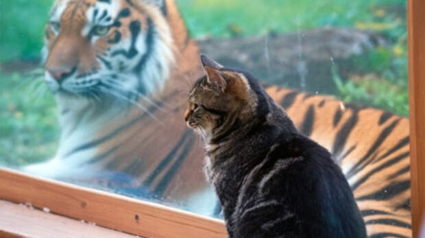 Двойная жизнь Тимофея