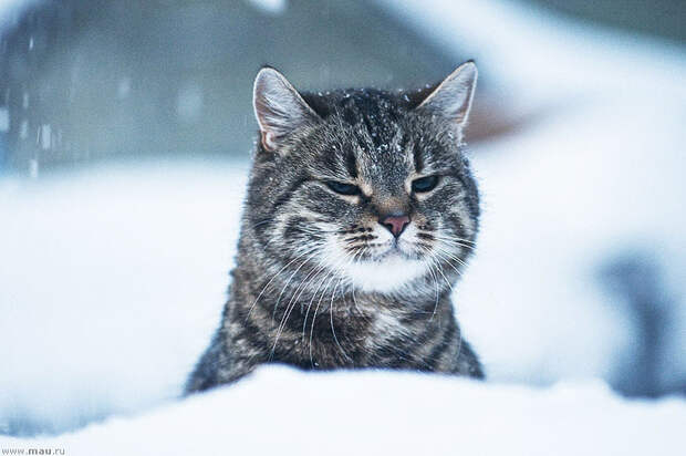 Снежные кошки - 