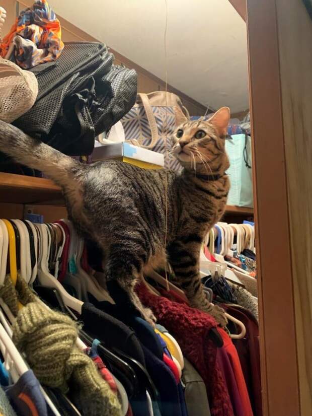 полосатый кот в шкафу с одеждой