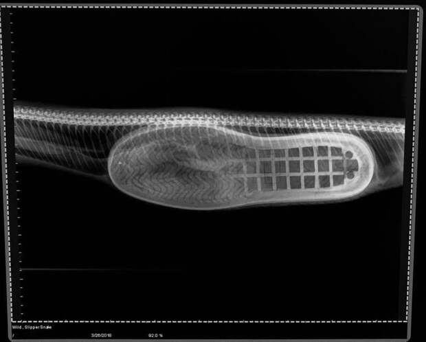 Змея была доставлена в ветеринарную клинику HerpVet, где ей сделали рентген, на котором отчётливо видна подошва тапка в мире, животные, змея, история, операция, тапок