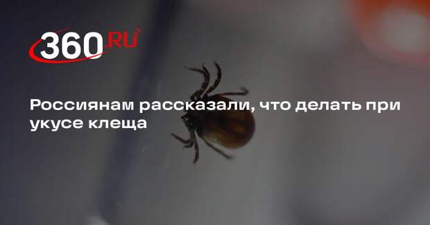 Врач Азизова: присосавшегося клеща необходимо удалить и сдать в лабораторию