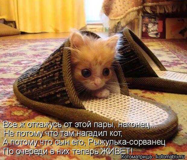 Лучшие котоматрицы недели (50 фото)