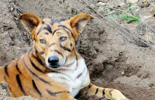Фермер покрасил собаку «под тигра» для отпугивания обезьян