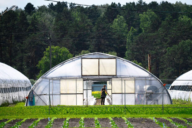 Депутат Чаплин: теплицы безопаснее обрабатывать биопрепаратами, а не химией