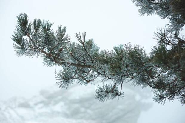 Север Кубани в ледяном плену! Каток и хрусталь на деревьях в Ейске