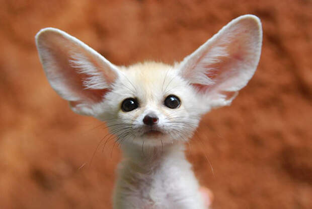 fennec-fox-vegan-diet-animal-abuse-jumanji-sonia-sae-38