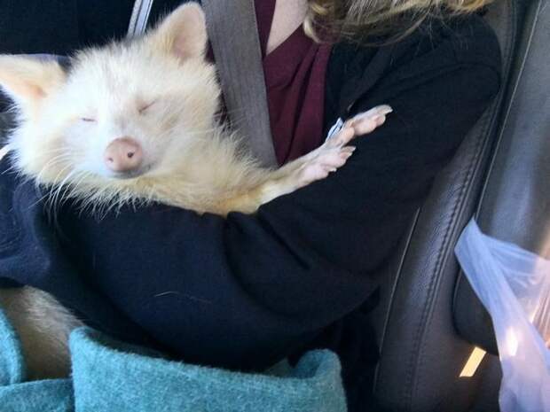 rescued-albino-raccoon-maxine-baird-new-hope-12