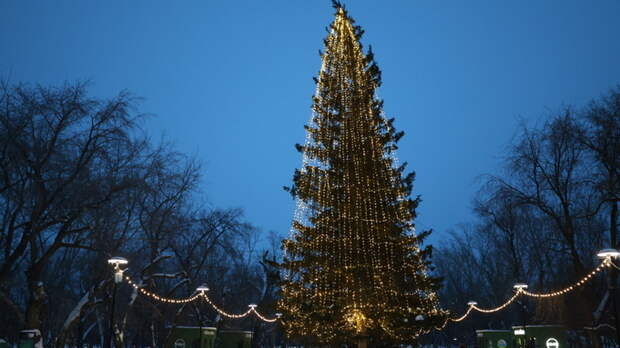 Новогодняя елка в парке 