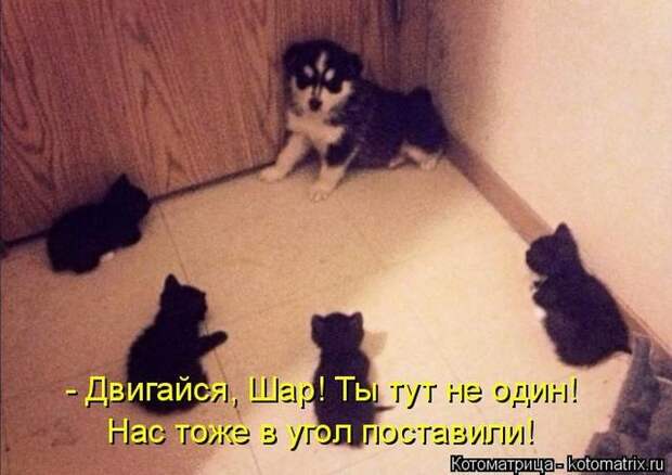 Забавные животные (50 фото)