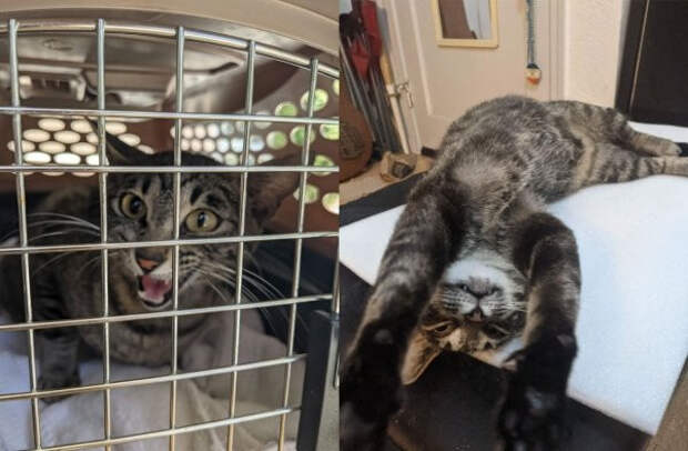 Снимки животных до и после того, как они обрели дом и любящих хозяев