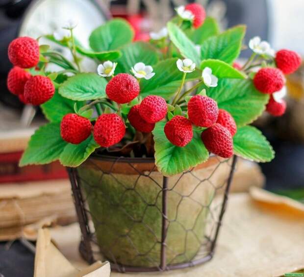 6 видов полезных ягод, которые можно вырастить на подоконнике в своей квартире