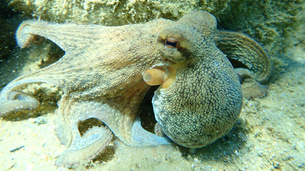 образ жизни