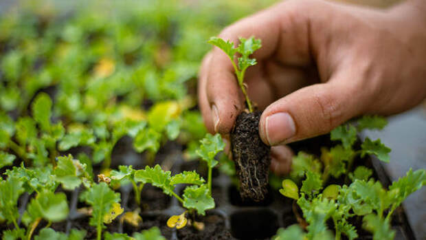 Золотые правила рассады: минимум хлопот — максимум урожая