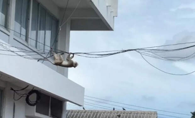 3 обезьяны Таиланд