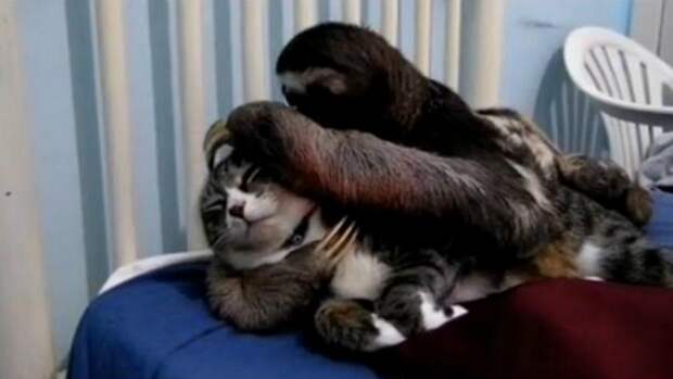 Картинки по запросу фото ленивец обнимает кота