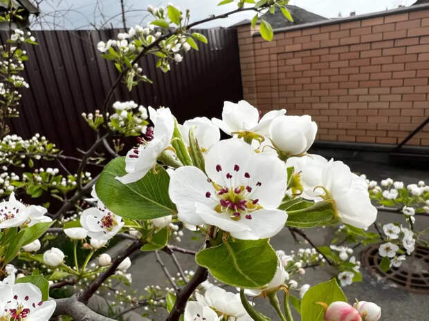Яблоне в апреле – крайне важно: 1 г на 20 л – и гурьба вредителей сразу же уйдет в закат
