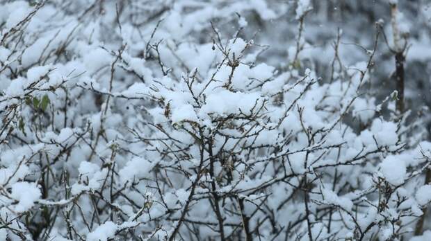 Морозы или метели? Какой будет погода в Барнауле и Алтайском крае на выходных