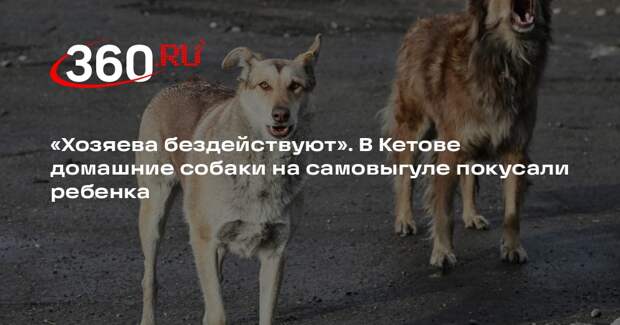В Курганской области безнадзорные собаки покусали ребенка