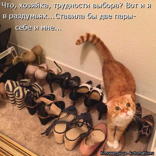 Лучшие котоматрицы недели (50 фото)