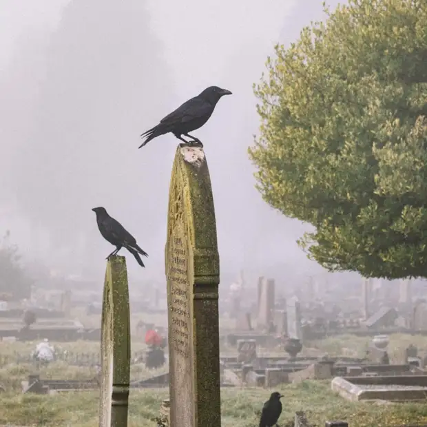 Фото: Ellie Burgin / pexels.com