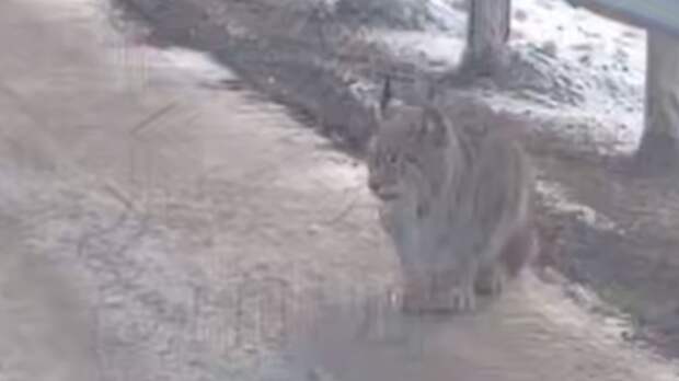 Жители Приморья сняли на видео любопытную рысь, которая вышла к аэропорту