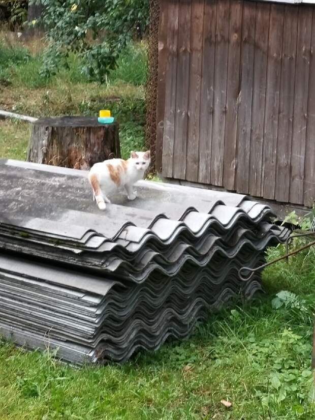 Им нужен шанс для жизни. Дадите??